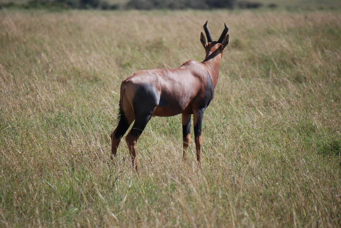 Massai, Mara, Topi oder Leierantilope