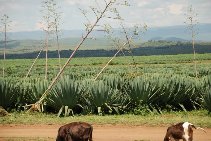 Sisal Plantage mit Fabrik zur Sisal Verarbeitung