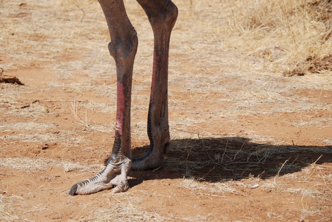 Samburu Nationalpark, Strauß 