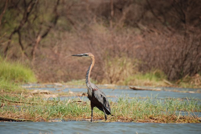 Baringo See, Purpurreiher