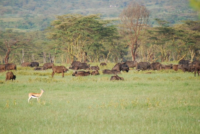 Nakuru Nationalpark,  Kaffernbüffel