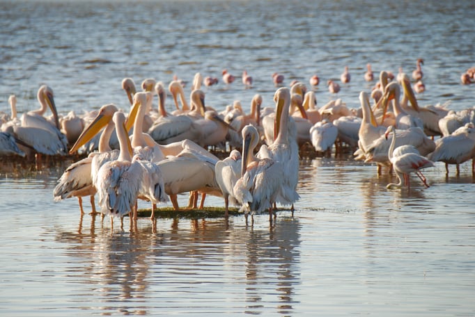 Nakuru Nationalpark,  Vogelwelt am Nakuru See