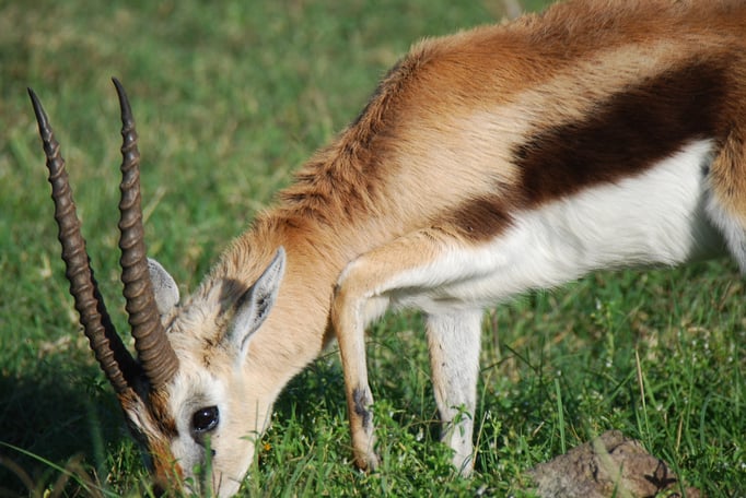 Nakuru Nationalpark, Thomsongazelle