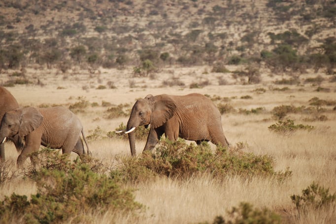 Samburu Nationalpark, Elefanten