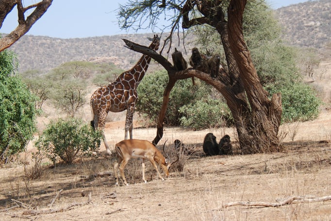 Samburu Nationalpark, Steppenpaviane mit Netzgiraffen 