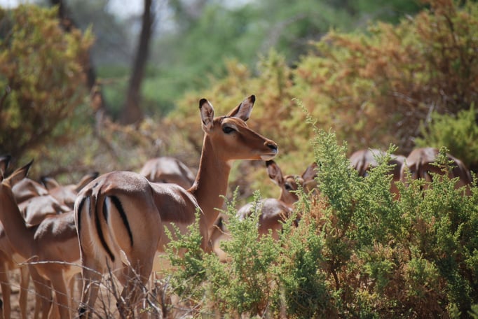 Samburu Nationalpark, Impalas oder Schwarzfersenantilope