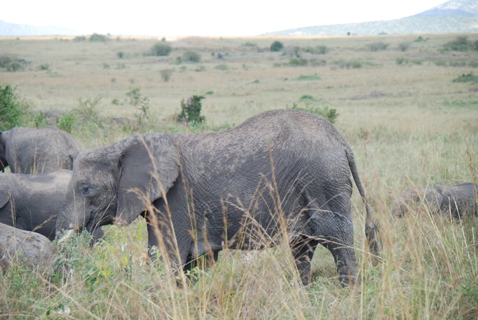 Massai Mara, Elefanten