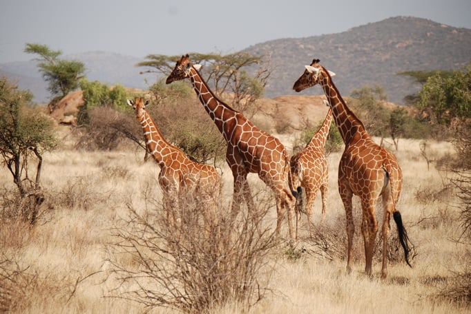 Samburu Nationalpark, Netzgiraffen