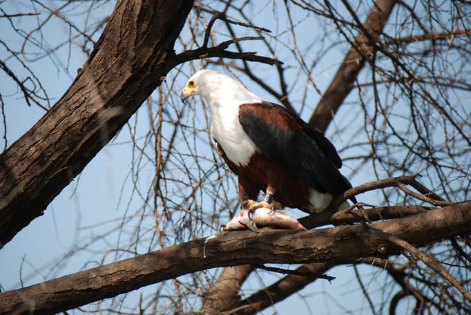 Baringo See, Schreiseeadler