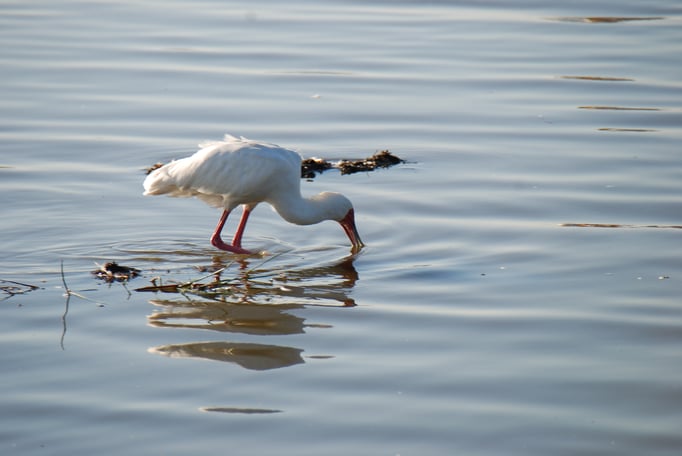 Nakuru Nationalpark,  Vogelwelt am Nakuru See