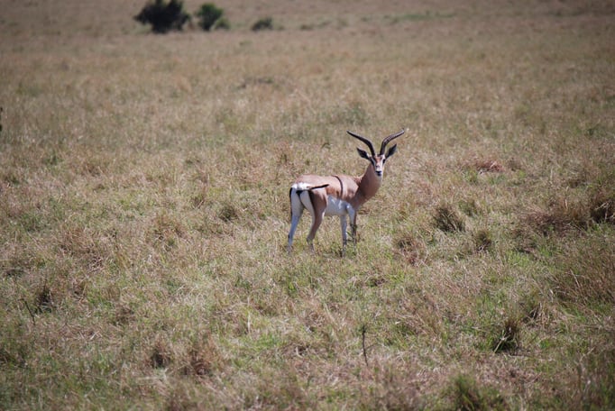 Massai, Mara, Grant Gazelle