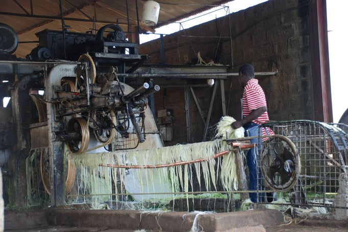 Sisal Plantage mit Fabrik zur Sisal Verarbeitung