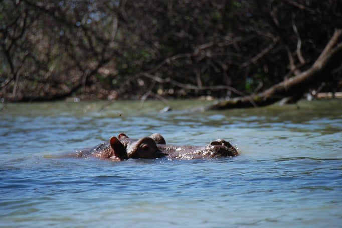 Baringo See, Flußperde