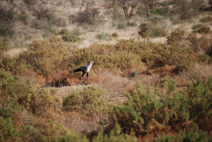 Samburu Nationalpark, Sekretärvogel
