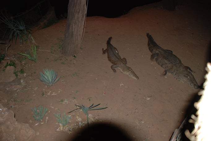 Samburu Nationalpark, Nilkrokodil