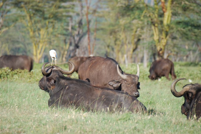 Nakuru Nationalpark,  Kaffernbüffel