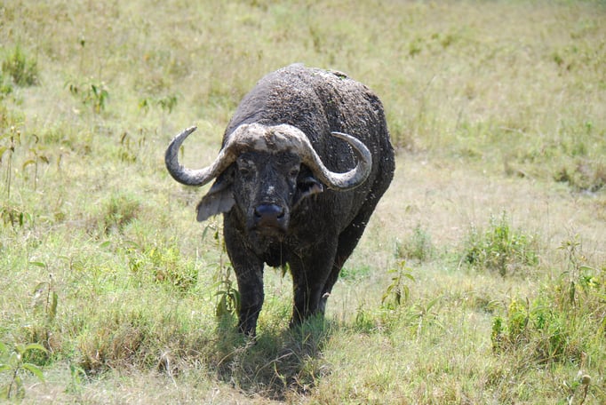 Nakuru Nationalpark,  Kaffernbüffel