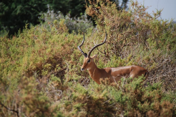 Samburu Nationalpark, Impalas oder Schwarzfersenantilope