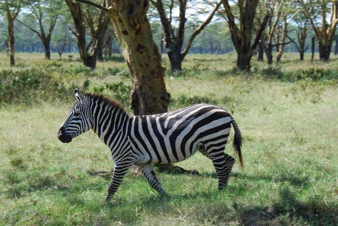 Nakuru Nationalpark, Steppenzebra