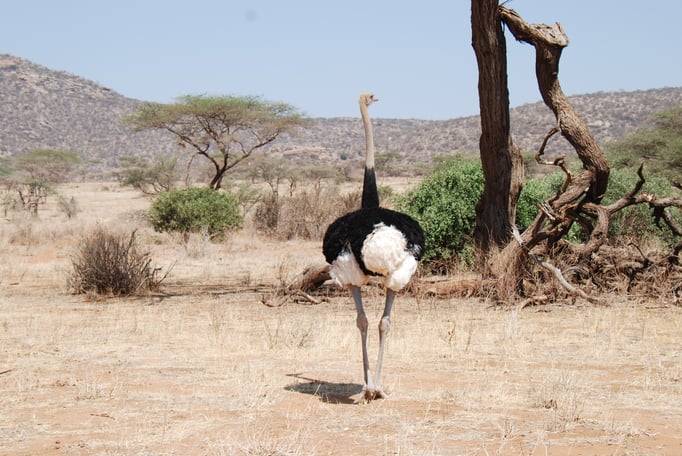 Samburu Nationalpark, Strauß 