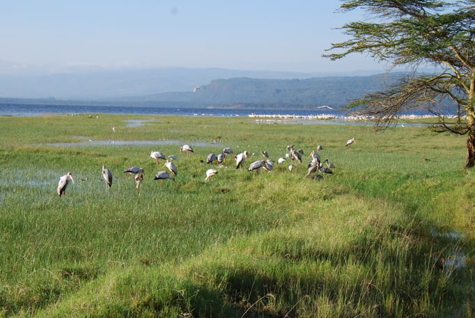 Nakuru Nationalpark,  Vogelwelt am Nakuru See