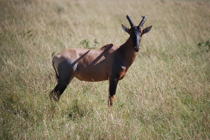Massai, Mara, Topi oder Leierantilope