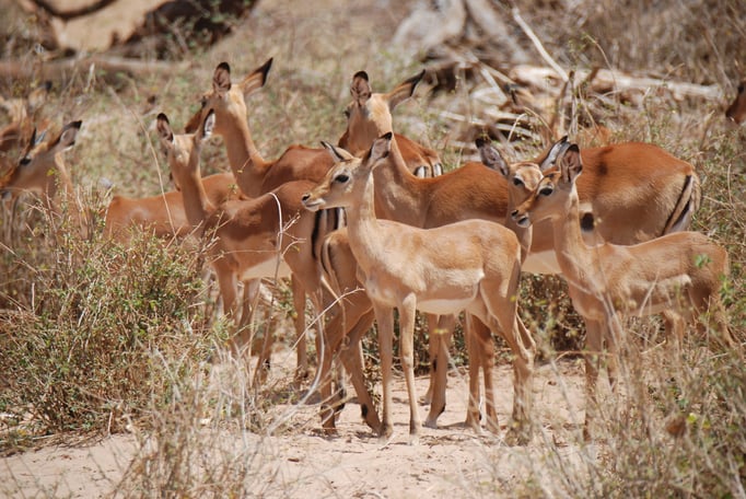 Samburu Nationalpark, Netzgiraffen