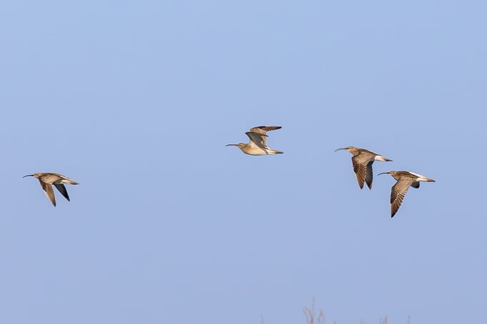 Regenbrachvögel im Kiesweihergebiet Mamming (Foto: Norbert Geisberger)