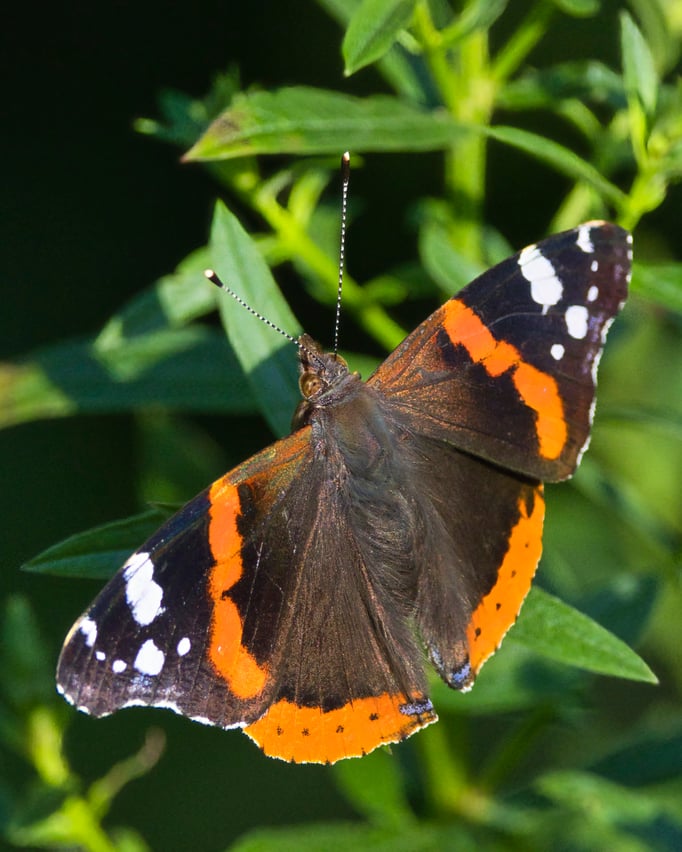 Admiral (Edelfalter) (Foto: Joachim Aschenbrenner)