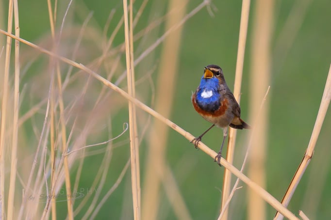 Blaukehlchen (Foto: Norbert Geisberger)