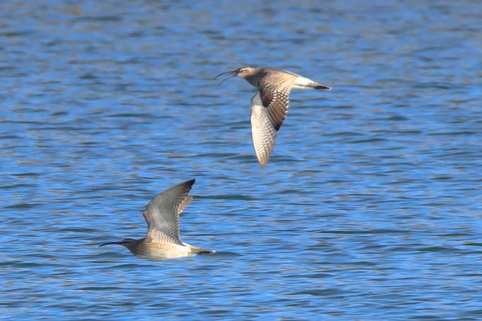 Regenbrachvögel im Kiesweihergebiet Mamming (Foto: Norbert Geisberger)