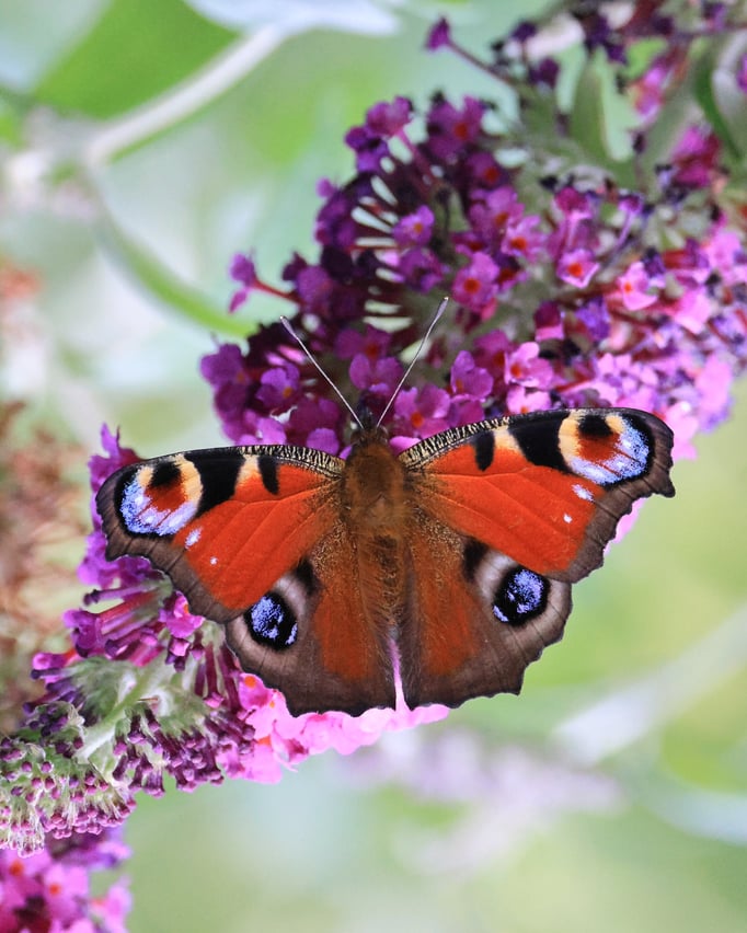Tagpfauenauge (Edelfalter) (Foto: Joachim Aschenbrenner)
