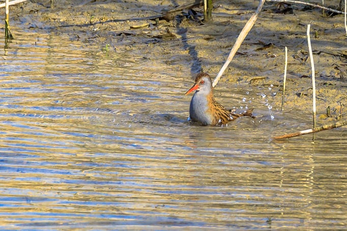 Wasserralle (Foto: Norbert Geisberger)