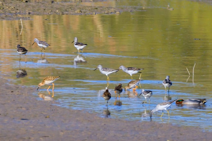 Grünschenkel (im Bild oben) und Kampfläufer Stausee Dingolfing (Foto: Norbert Geisberger)
