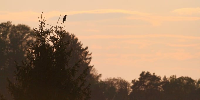 Sonnenuntergang über dem Freising Moos