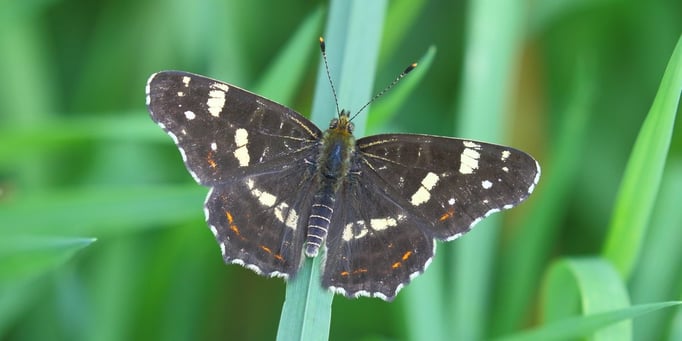 Gemeiner Bläuling - Polyommatus icarus Landkärtchen (2. Generation) - Araschnia levana