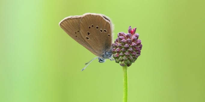 Dunkler Wiesenknopf-Ameisenbläuling - Maculinea nausithous