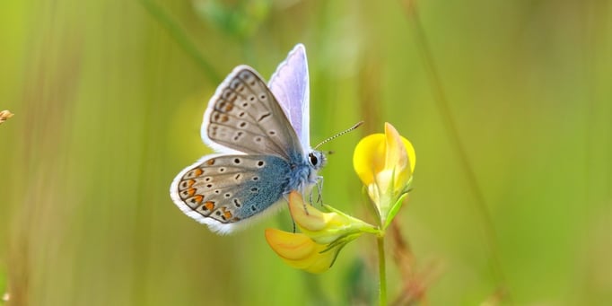 Gemeiner Bläuling - Polyommatus icarus