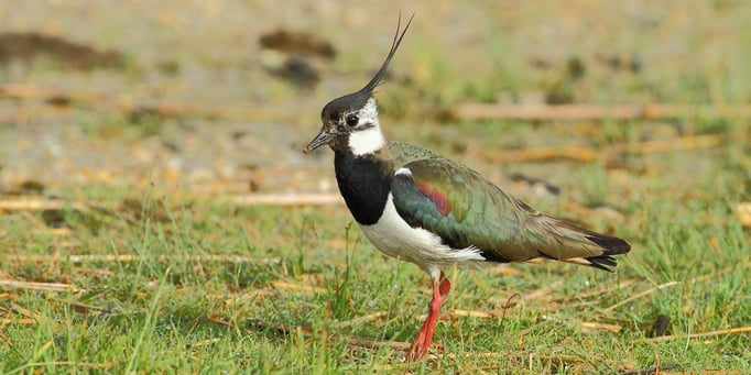 Kiebitz - Vanellus vanellus