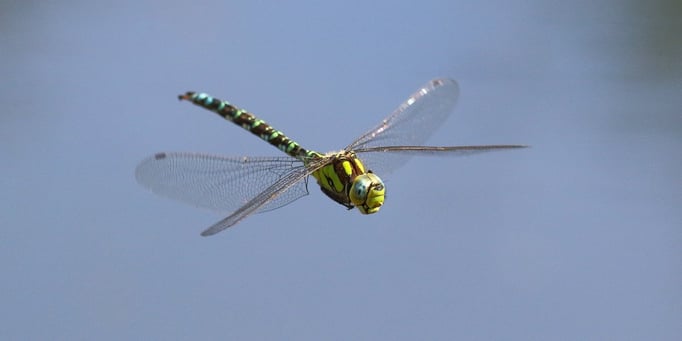 Blaugrüne Mosaikjungfer - Aeshna cyanea