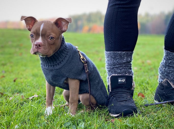 Zwergligruppe/Zwerghunde © Hundeschule gooddog