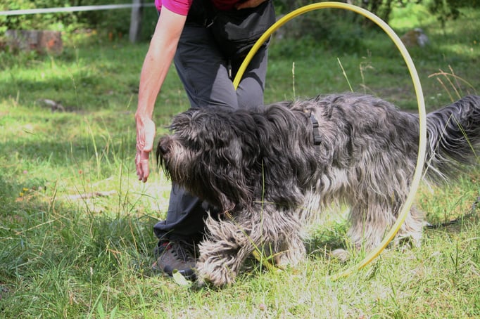 SpassSport © Hundeschule gooddog