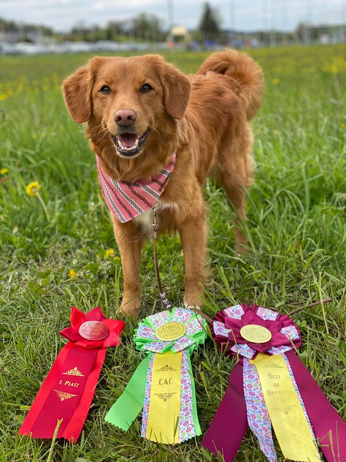 Ringtraining © Hundeschule gooddog