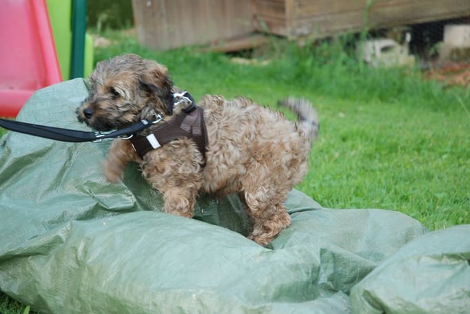 Zwergligruppe/Zwerghunde © Hundeschule gooddog