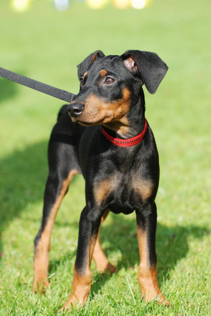 Deutscher Pinscher in der Welpenschule © Hundeschule gooddog