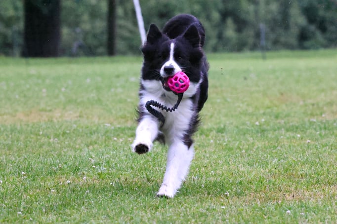 Begleithund/Obedience © Hundeschule gooddog