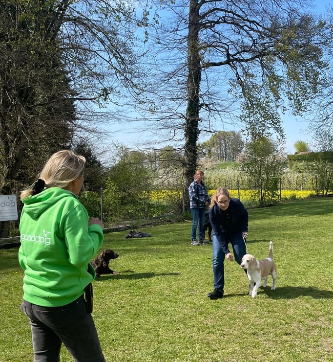 Ringtraining © Hundeschule gooddog