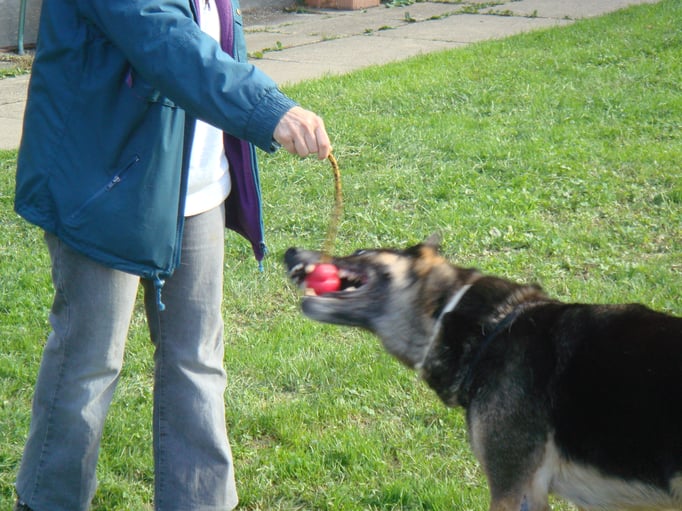 Spielen mit Hund © Hundeschule gooddog
