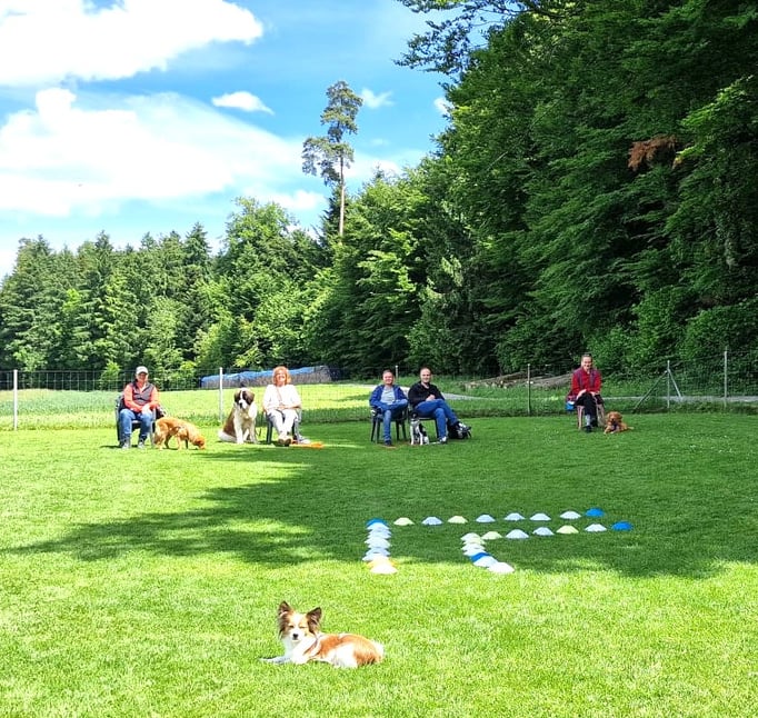 Junghundekurs © Hundeschule gooddog