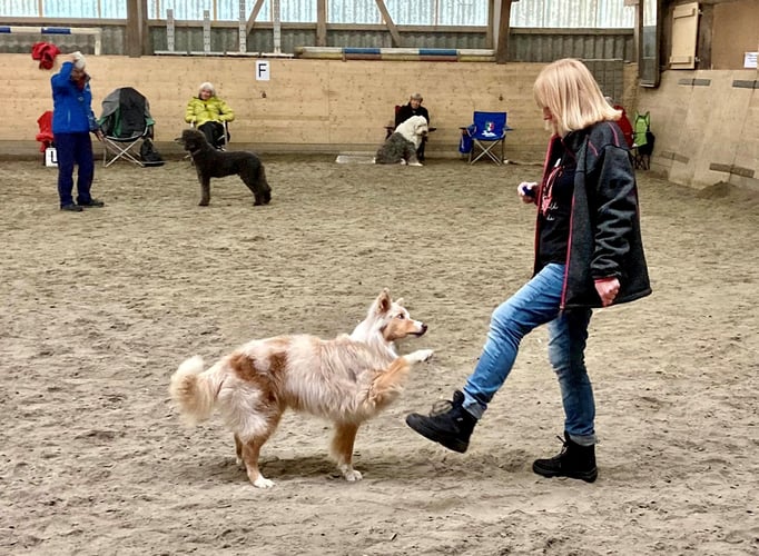 Clicker-Training © Hundeschule gooddog